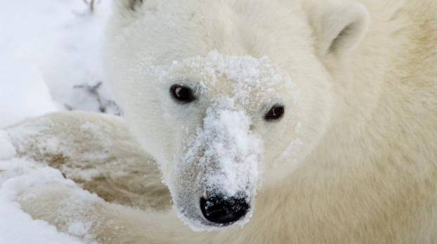 how can polar bears adapt themselves to their cool environment